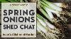 What To Sow Now In October Sow Spring Onions Shed Chat Sean S Allotment Garden October Year 3
